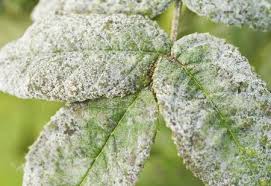 Powdery Mildew