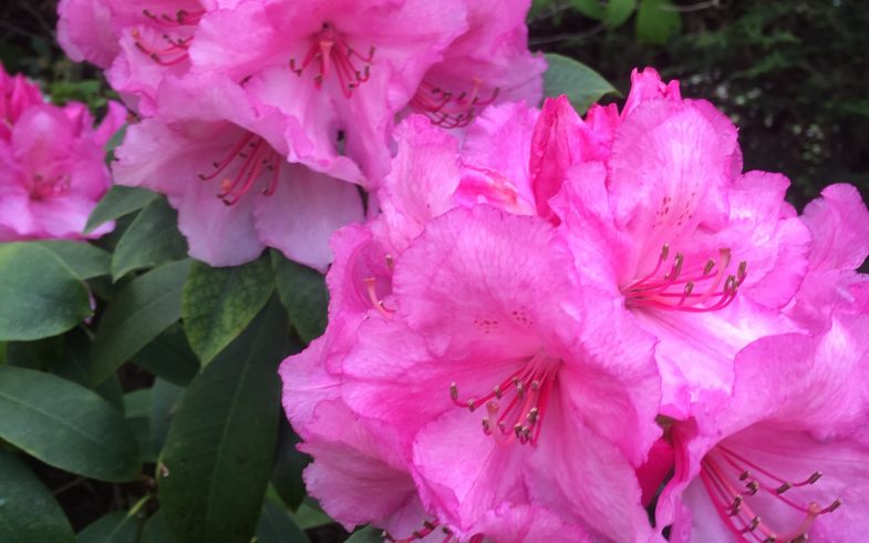 Plants …. good to be around