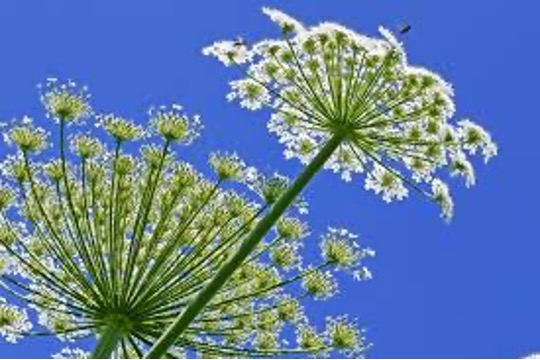 GIANT HOGWEED