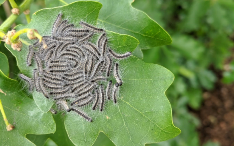Tree Pest – Oak Processionary Moth