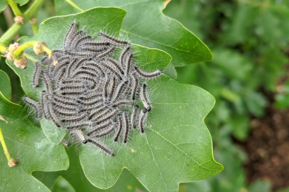 Tree Pest Oak Processionary Moth Lady Horticulturist tree-pest-oak-processionary-moth-lady-horticulturist