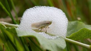 Photo of Spittlebug and Spittle
