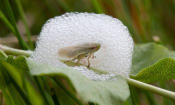 Photo of Spittlebug and Spittle