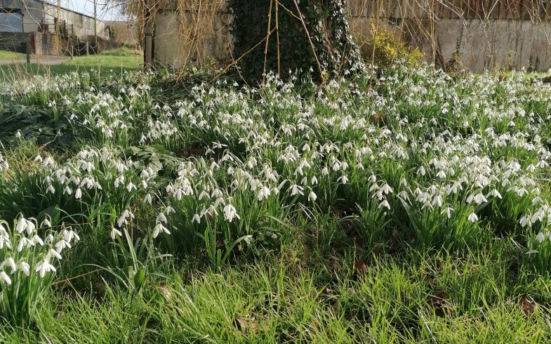 Video Blog around Devon: Chagford – Crocus and Snowdrops